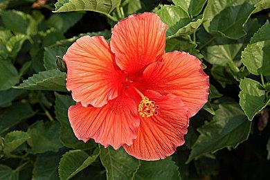 《质量效应》传奇版获得第一人称Mod 效果不错